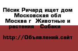 Пёсик Ричард ищет дом - Московская обл., Москва г. Животные и растения » Собаки   